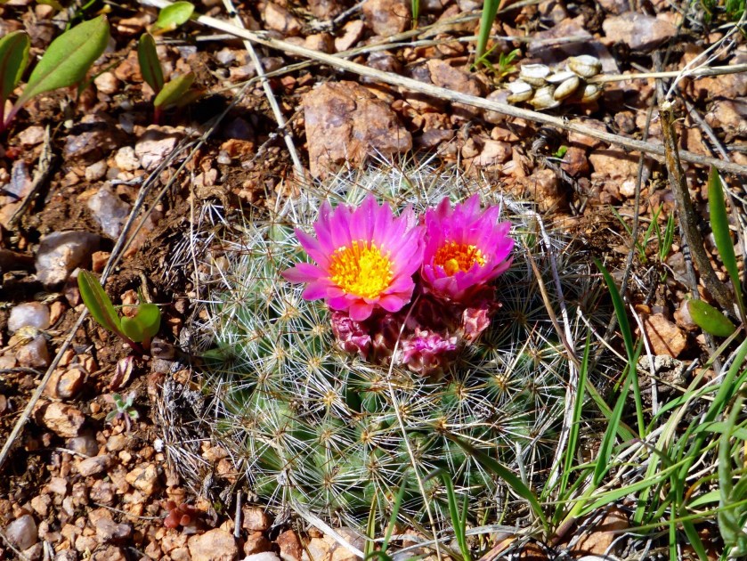 Barrel Cactus in bloom