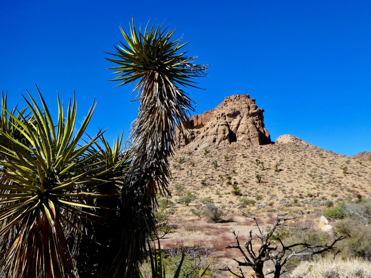 The Mojave National&nbsp;Preserve