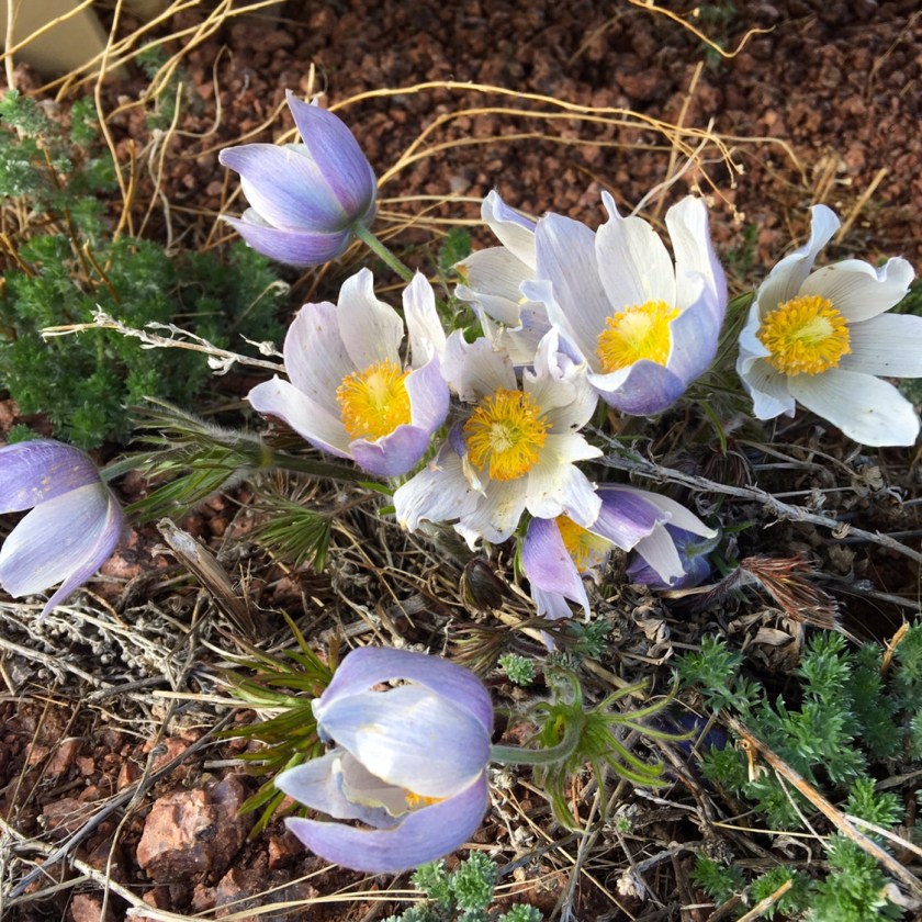 Western Pasquale Flower
