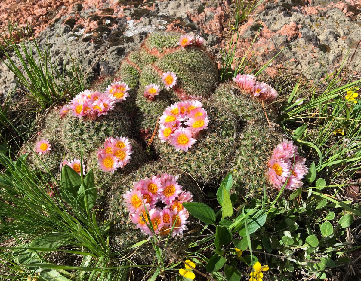 Springtime in the&nbsp;Rockies