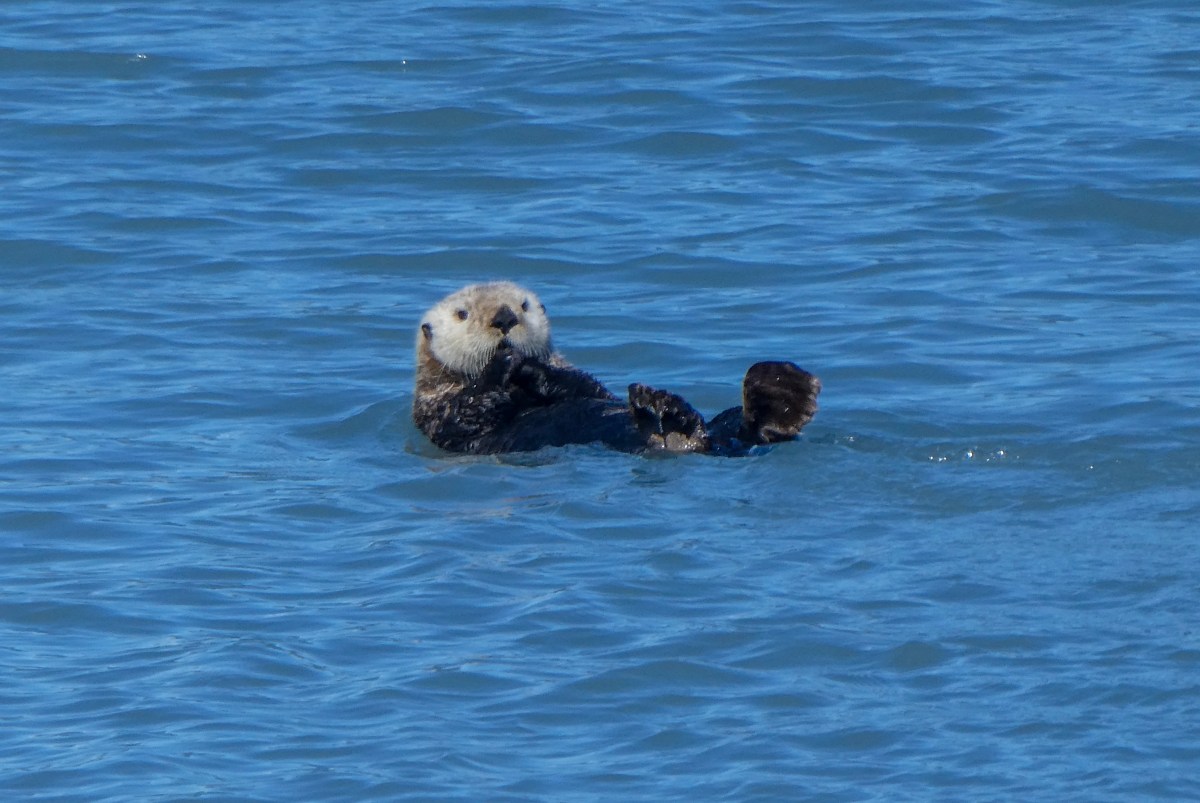 Valdez and Prince William Sound&nbsp;🐬